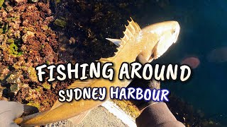 Lurefishing around Sydney Harbour [upl. by Atinot]