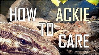 Ackie Monitor Varanus Acanthurus BASIC CARE  ProjectPet [upl. by Gurolinick]