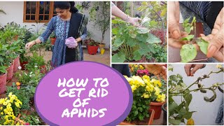 How to get control Aphids using simple Organic techniquespesticidesgardeningaphids [upl. by Assenej]