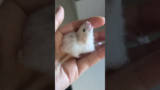 Bize veda ediyor diye düşündük 😢 babyhamster [upl. by Enomrej547]