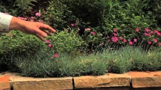 Planting Designs for Tiers  Landscaping Designs amp Ideas [upl. by Teeter]