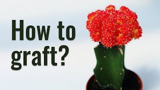 How to Graft Cacti Like a Pro  The most simple and effective method [upl. by Harding529]