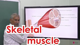 19Zoology  Tissue level Organisation  Skeletal muscle [upl. by Sitnalta]