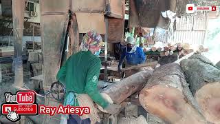 Kayu Tembusu Yang Miangsawmill rayariesya [upl. by Walburga800]