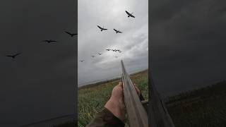 Mouth calling geese does this count as 44 or 34 goosehunting [upl. by Nnaylrebmik]