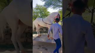 Horse dance Laawaris songs band music song [upl. by Brandise]