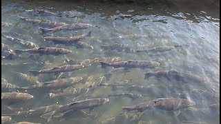 Salmon Olympics at Tumwater Falls Hatchery Watch Them Defy Waterfalls [upl. by Llorre]