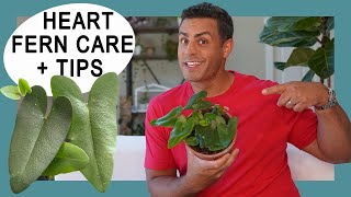 Houseplant Trends 2021 Heart Fern Hemionitis Arifolia Crucial Care and SetUp HeartFern [upl. by Ijies]