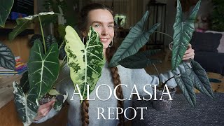 Alocasia repot  Corm hunting [upl. by Lodhia]