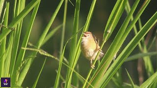 Tawny Bellied Babbler Bird Call Unveiling Unique Behavior  Birdwatching  Dumetia hyperythra [upl. by Meeka]