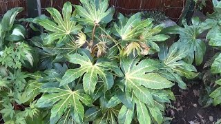 Fatsia Species Frost Damage amp Recovery [upl. by Ecyla]