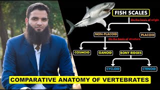 Fish Scales  Comparative Anatomy of Vertebrates [upl. by Mays]