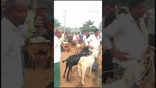 every Thursday pandavapura market AGRIANIMALS [upl. by Belldas]