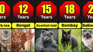 Cat Breeds From Different Countries comparison video comparison data Almas Data [upl. by Nrevel443]