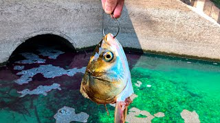 A MASSIVE Fish is Living in This CRYSTAL CLEAR Spillway [upl. by Ettenrahs]