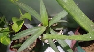 Aloevera ke liye kuchh jaruri tips 👍 [upl. by Gibert]