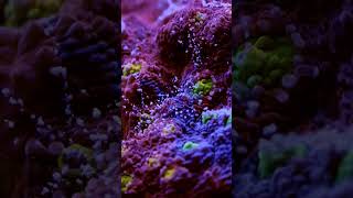 chalice coral feedind [upl. by Concettina]