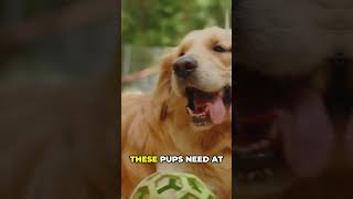 Golden Retriever Tips [upl. by Londoner]