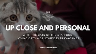 Cute Cat CloseUps  Stafford CATstravaganza with Loving Cats Worldwide [upl. by Iruyas544]