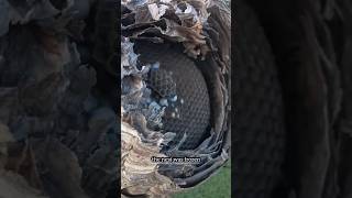 Frozen Hornet Nest  Full Video Linked [upl. by Gorton]