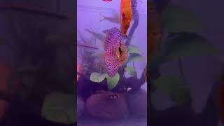 Roseline shark with discus and tetra fish aquariumfish fishtank discusfishtank discus roseline [upl. by Ylra]