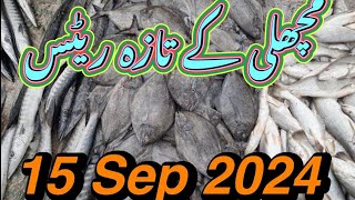 Fish Video  Latest Rates of Fish  Karachi fishery Market on 1592024 [upl. by Hasina270]