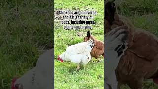 Chickens are omnivores shorts backyardchickens drberg [upl. by Fogg]