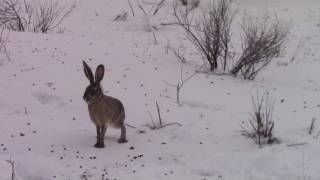 100s of Jack Rabbits in a huskdroveswarm [upl. by Reste]