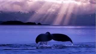 Dolphins and Whales  Voices of the Earth [upl. by Anitnemelc246]