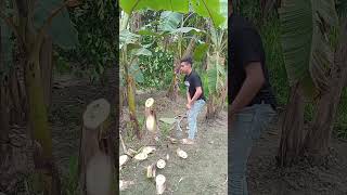 cut the banana tree foryou farming bananaplant trending agriculture agricultue bananaplantca [upl. by Arikal]