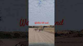 Oryex live in desert gemsbok youtubeshorts animals wildanimals trending nature shortssafari [upl. by Annaujat]