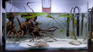 New Potamotrygon motoro marble pups grow out tank Twin tanks Grow out  aquascape [upl. by Graybill352]