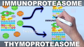 Immunoproteasome and Thymoproteasome  Formation and Structure [upl. by Tamqrah]