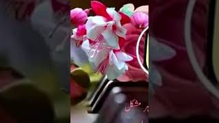 Mera Dil krainda tery nal song vlogs33 [upl. by Ahsirtap]