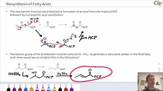 Biosynthesis of Fatty Acids [upl. by Anekam]