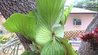 How to grow the elephant ear staghorn fern [upl. by Schug]