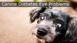 Canine Diabetes Eye Problems  MUST SEE Canine Diabetes Video [upl. by Atronna247]