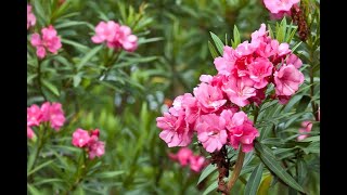 దేవునికి ఇష్టమైన కరవీర పువ్వులు  Nerium Indicum  Indian Oleander  viralvideo flowers plants [upl. by Hoj]