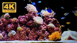 🐟 Aquarium 4K  Relaxing Aquarium Music for Meditation and Deep Sleep [upl. by Webber]