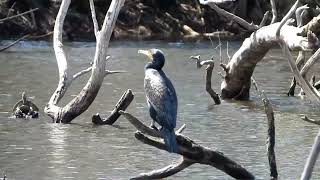 Great Cormorant at Sandy Camp Road Wetland [upl. by Flannery746]