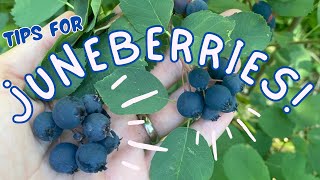 Juneberry Update A Resilient and Abundant Fruit Crop [upl. by Otilopih]