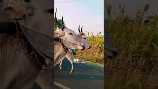 Bullockcart video 😍🤩 trending viral bullock bullockcartvideos hublidharwad hubli ytshorts [upl. by Tadeo]