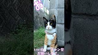 猫」「CAT amp PEACE」ねこ 猫動画 cat 猫好きさんと繋がりたい straycat ねこかわいいね [upl. by Tiga]