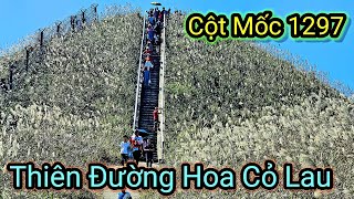 KHÁM PHÁ THIÊN ĐƯỜNG HOA CỎ LAU [upl. by Bogey]