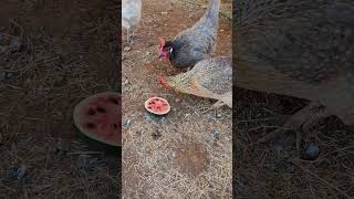 Chicken mom Life So cutes chickens farmlife chickenlife [upl. by Comyns]