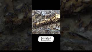 Why Do Termites Eat Wood quickfacts generalknowledge facts shorts [upl. by Rubliw]