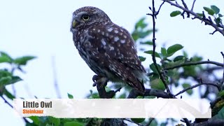 Little Owl Athene noctua  Steinkauz [upl. by Akfir]