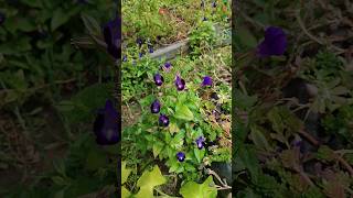 Que planta ideal para forração bordadura no jardim Cultivar a torenia torenia jardim flores [upl. by Anatlus824]