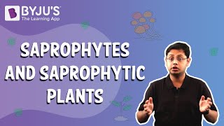 Saprophytes and Saprophytic Plants [upl. by Auoh]