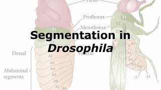 Segmentation in Drosophila [upl. by Allveta]